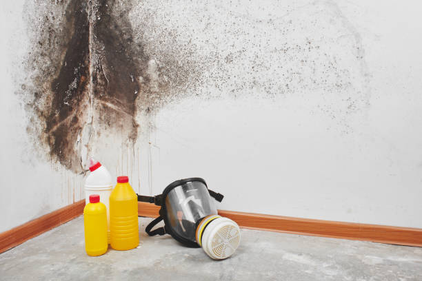 Best Black Mold Remediation in Bennettsville, SC