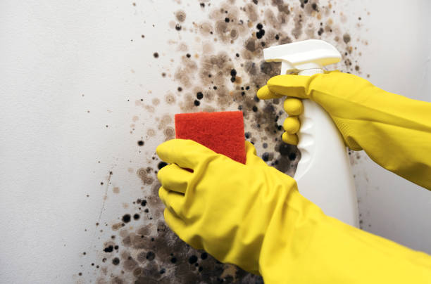 Best Emergency Mold Remediation in Bennettsville, SC